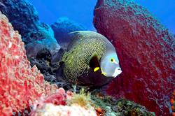 Cayman Islands Scuba Diving Holiday. Grand Cayman Dive Centre. Angel Fish.